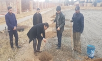 زنجان/ کاشت نهال توسط کارکنان اموال تملیکی استان 